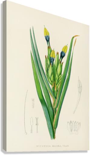 Witsenia Maura Canvas Print