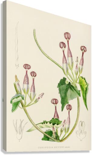 Ceropegia Meyeri Canvas Print