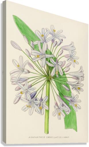 Agapanthus Umbellatus Canvas Print