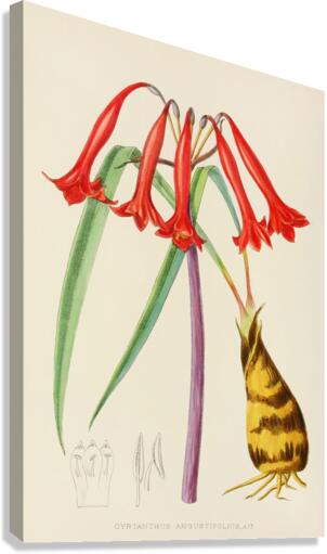 Cyrtanthus Augustifolius Canvas Print