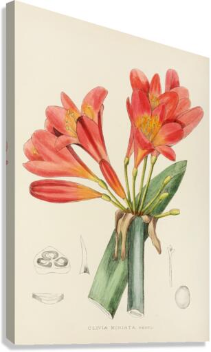 Clivia Miniata Canvas Print