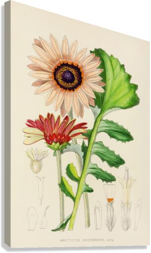 Arctotis Decurrens Canvas Print