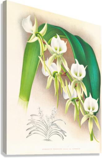 Angraecum eburneum var superbum Canvas Print