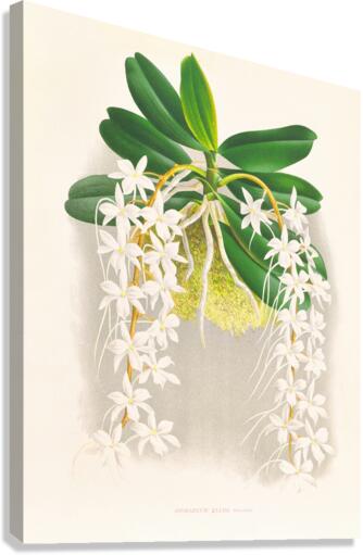 Angraecum ellisi  Canvas Print