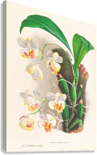 Aganisia tricolor Canvas Print