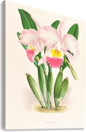 Cattleya Mendeli Canvas Print