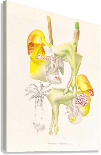 Coryanthes bungerothi  Canvas Print