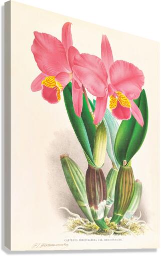 Cattleya percivaliana var reichenbach Canvas Print