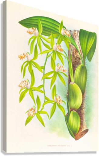 Coelogyne peltastes Canvas Print