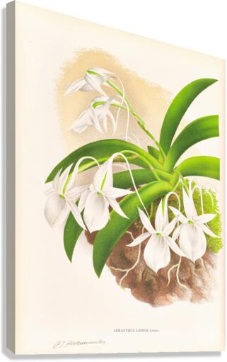 Aeranthus Leonis Canvas Print