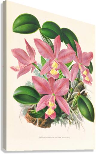 Cattleya nobilior Canvas Print