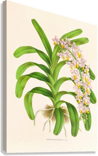 Aerides Reichenbach Canvas Print