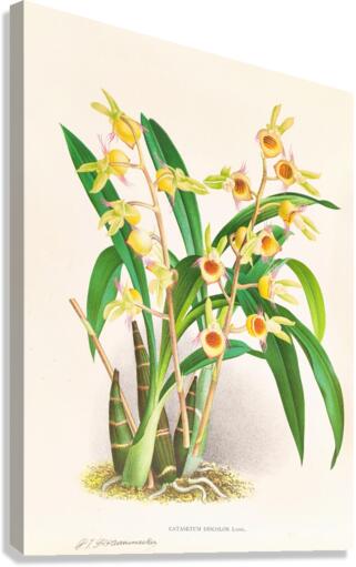 Catasetum Discolor Canvas Print
