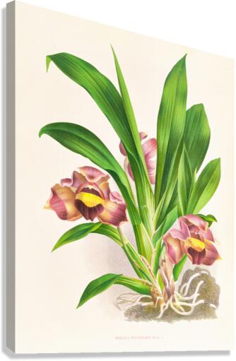 Bollea pulvinaris Canvas Print