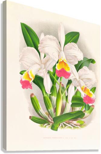 Cattleya kimballiana Canvas Print