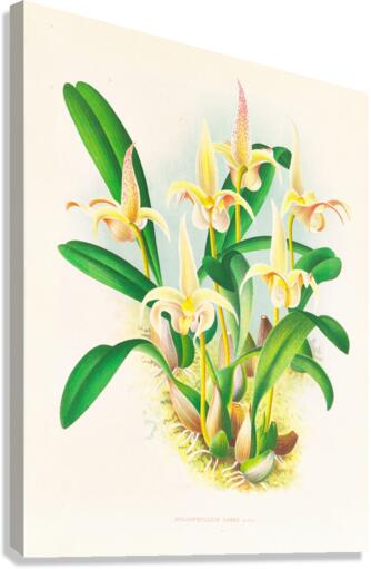 Bolbophyllum lobbi Canvas Print