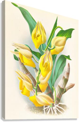 Catasetum macrocarpum Canvas Print