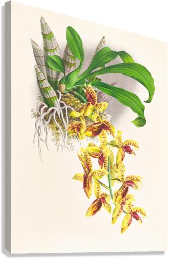 Catasetum galeritum Canvas Print