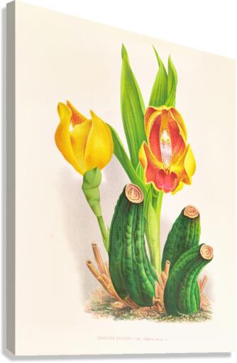 Anguloa Ruckeri var media Canvas Print