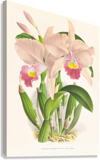 Cattleya Trianae Canvas Print