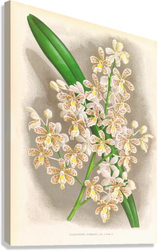 Cleisostoma Guiberti Canvas Print