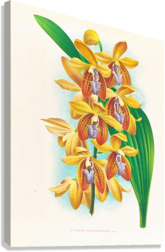 Houlletia brocklehurstiana  Canvas Print