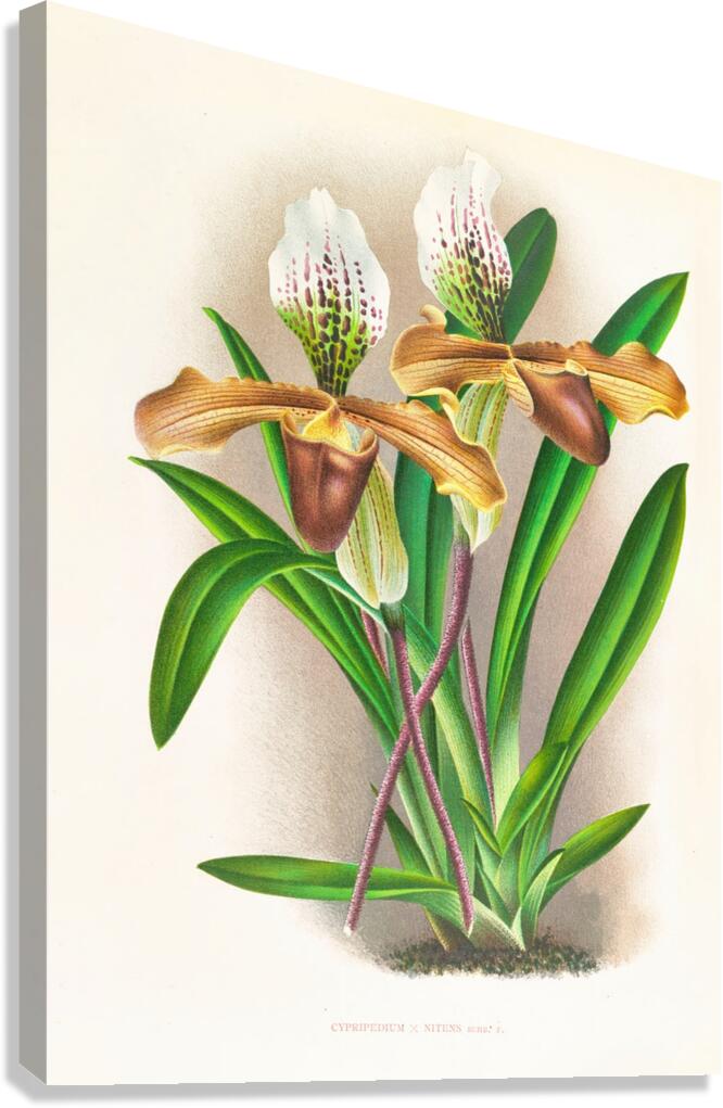 Cypripedium nitens Canvas Print