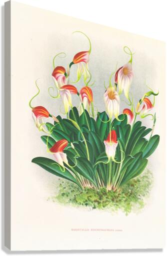 Masdevallia reichenbachiana  Canvas Print