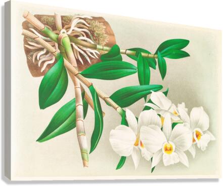 Dendrobium infundibulum Canvas Print
