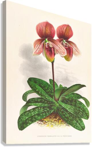 Cypripedium tessellatum Canvas Print