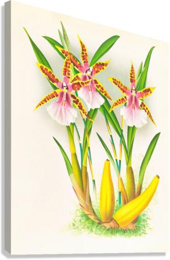 Miltonia blunti Canvas Print