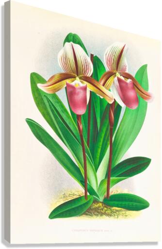 Cypripedium orphanum Canvas Print