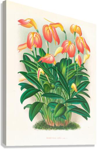 Masdevallia ignea Canvas Print