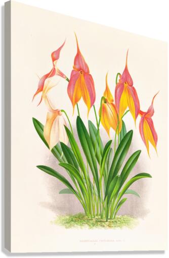 Masdevallia veitchiana  Canvas Print