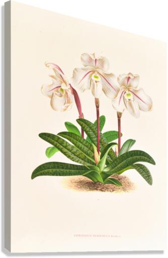 Cypripedium microchilum Canvas Print