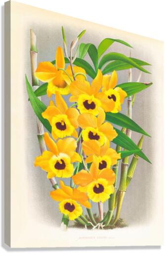 Dendrobium paxtoni Canvas Print