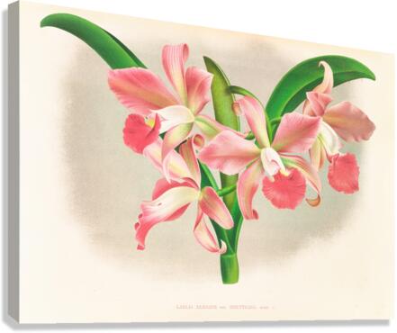 Laella elegans var houtteana Canvas Print