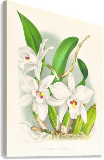 Laelia anceps var hyeana Canvas Print