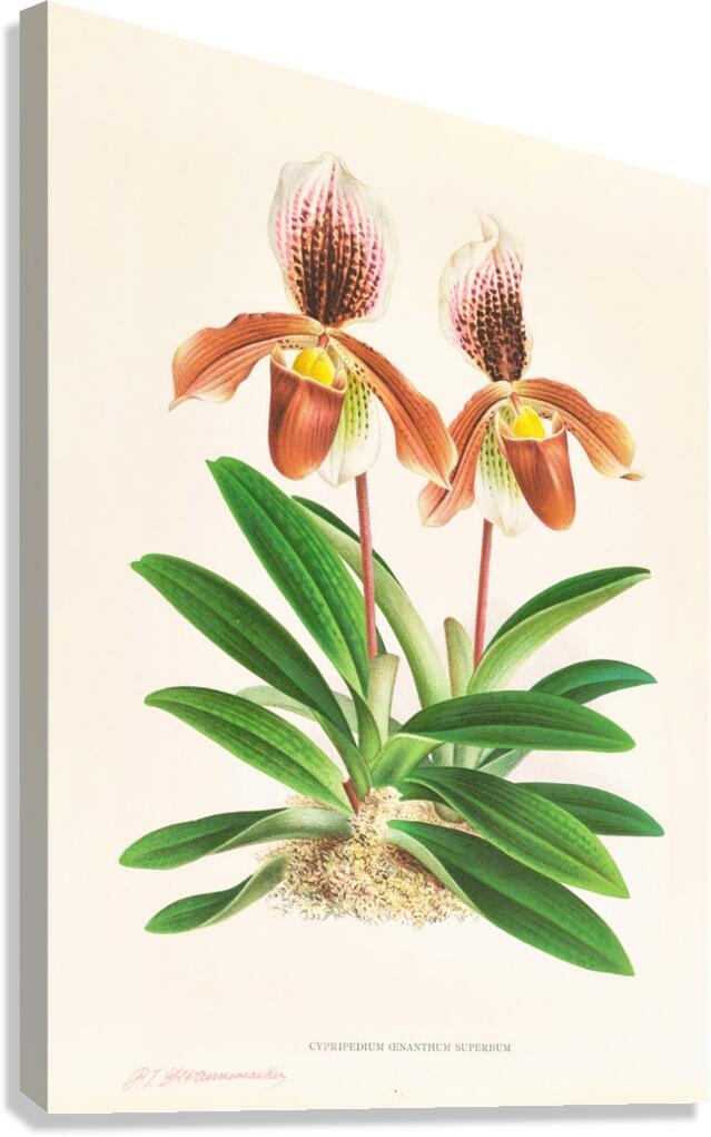 Cypripedium oenanthum superbum Canvas Print