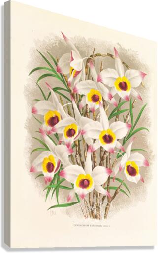 Dendrobium Falconeri Canvas Print