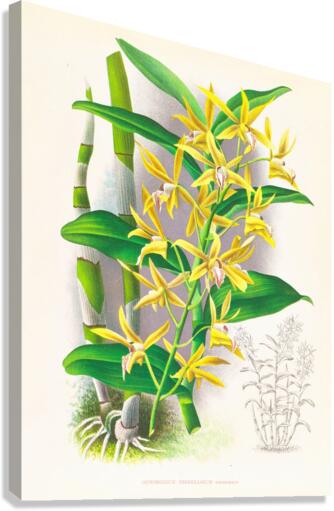 Dendrobium mirbelianum Canvas Print