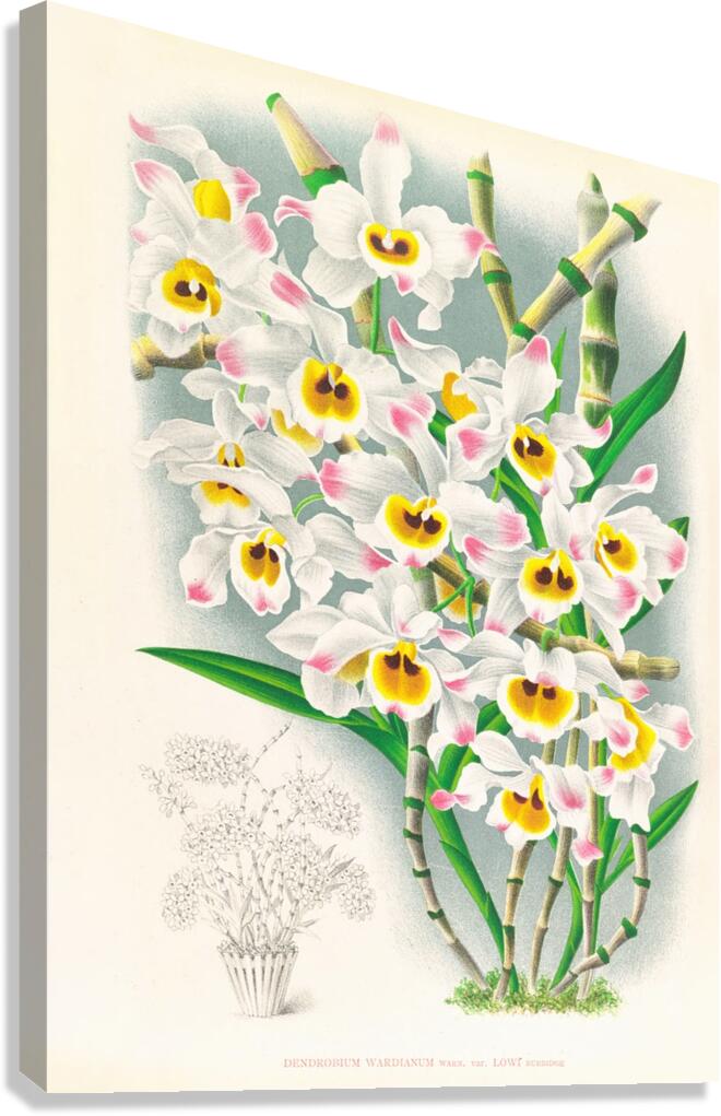 Dendrobium wardianum Canvas Print