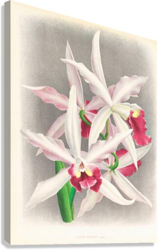 Laelia elegans  Canvas Print