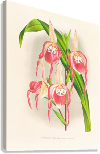 Cypripedium schroderae var splendens Canvas Print