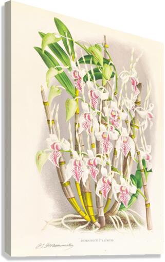Dendrobium stratiotes Canvas Print