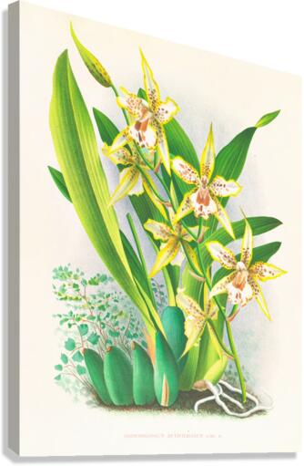 Odontoglossum duvivierianum Canvas Print