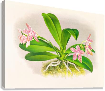 Phalaenopsis luddemanniana Canvas Print