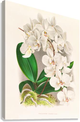 Phalaenopsis amabilis Canvas Print