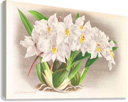 Odontoglossum alexandrae Canvas Print