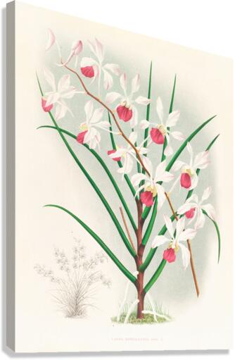 Vanda kimballiana Canvas Print
